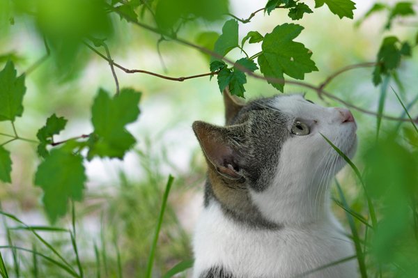Discover the top outdoor cat repellents for yards today